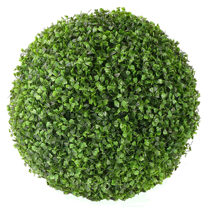 Самшит колхидский